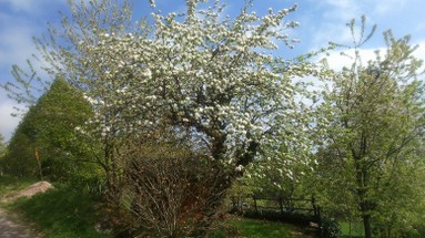 printemps (cerisier en fleurs).JPG